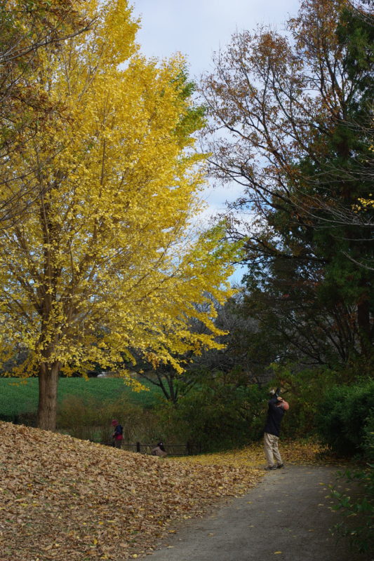 古河公方公園_紅葉4