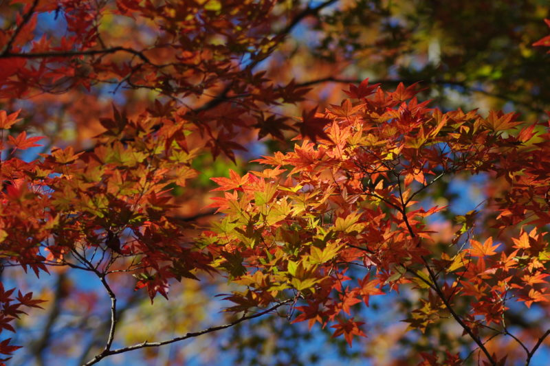 森林公園_紅葉３