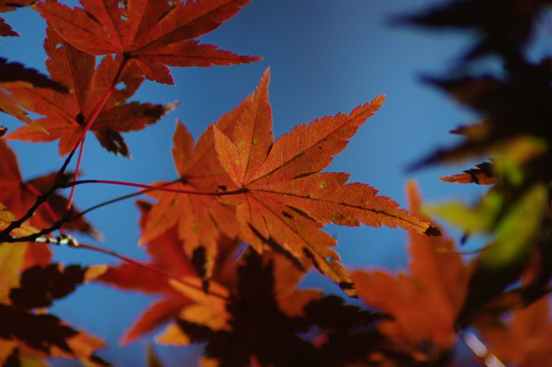 森林公園_紅葉４