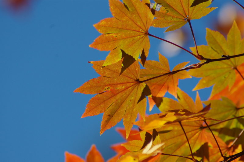 森林公園_紅葉５