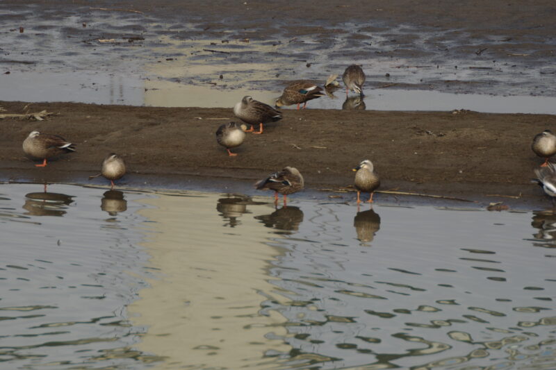 権現堂公園_鳥1