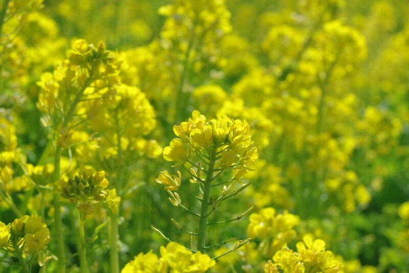 幸手権現堂桜堤_菜の花１