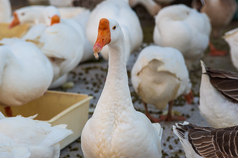 東武動物公園_シナガチョウ1