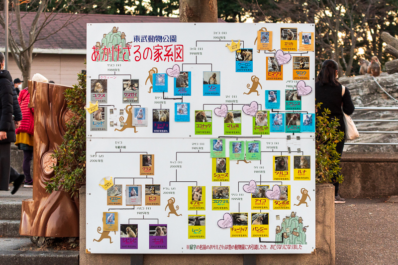 東武動物公園_あかげざるの家系図