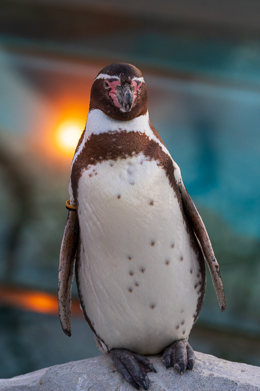 東武動物公園_フンボルトペンギン1