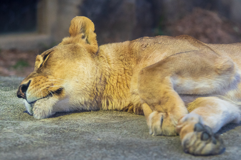 東武動物公園_ライオン1