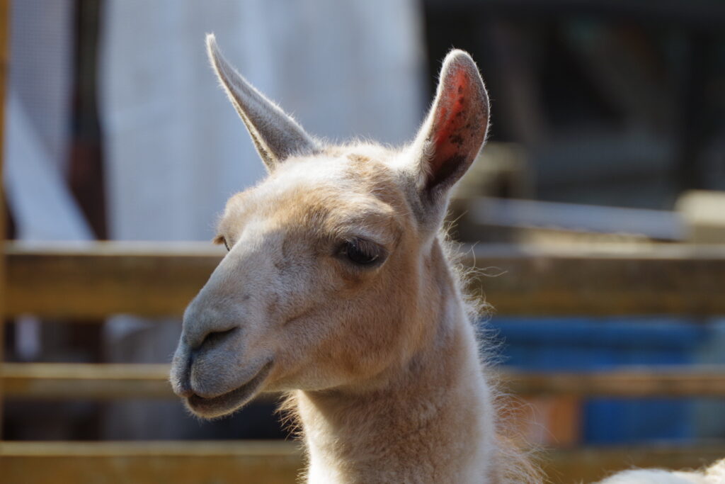 宝登山小動物公園_ラマ１