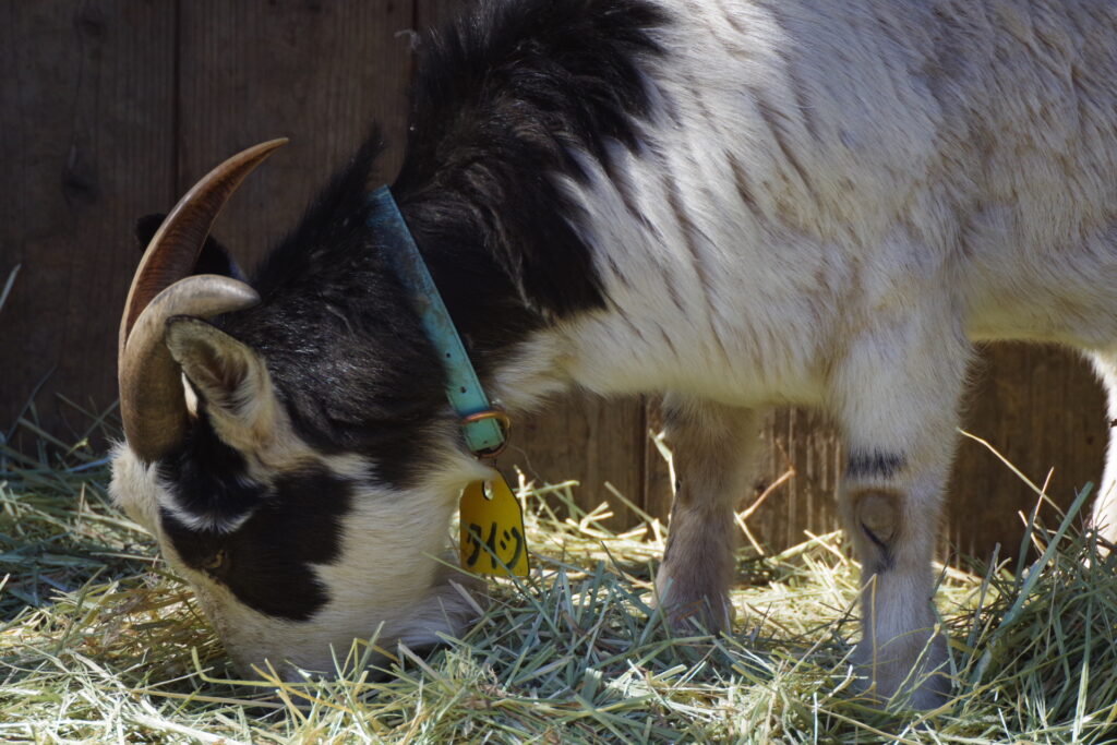 宝登山小動物公園_ヤギ１