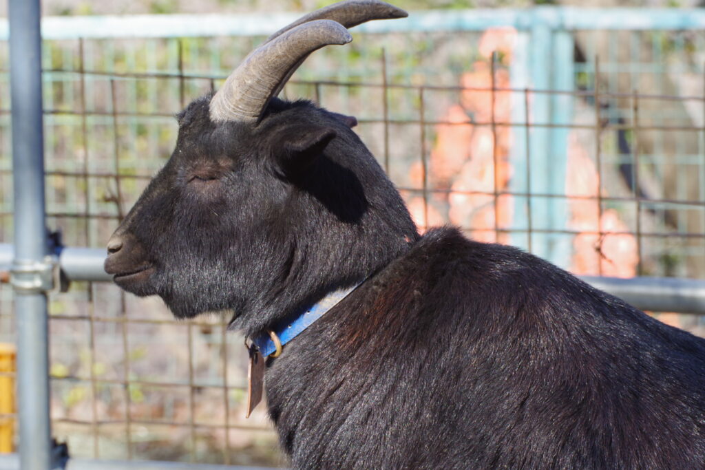 宝登山小動物公園_ヤギ２