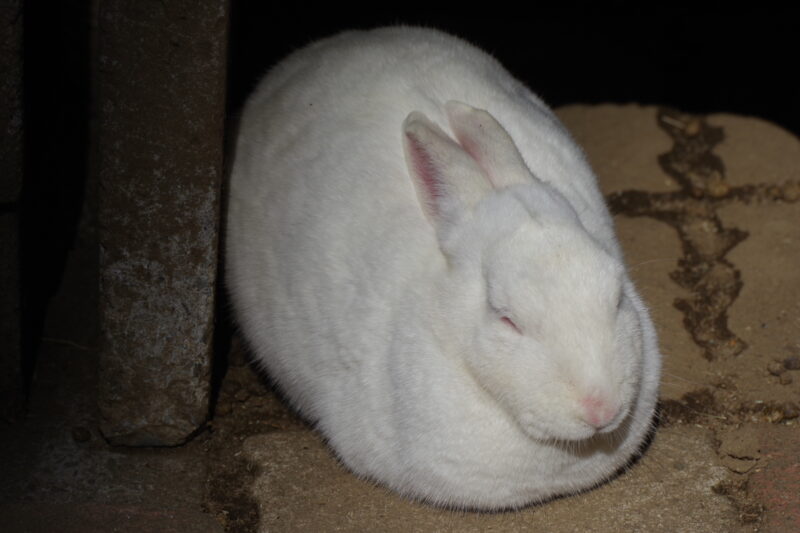 宝登山小動物公園_ウサギ1