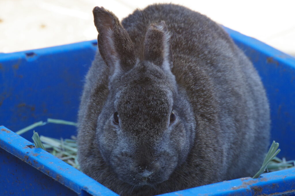 宝登山小動物公園_ウサギ２