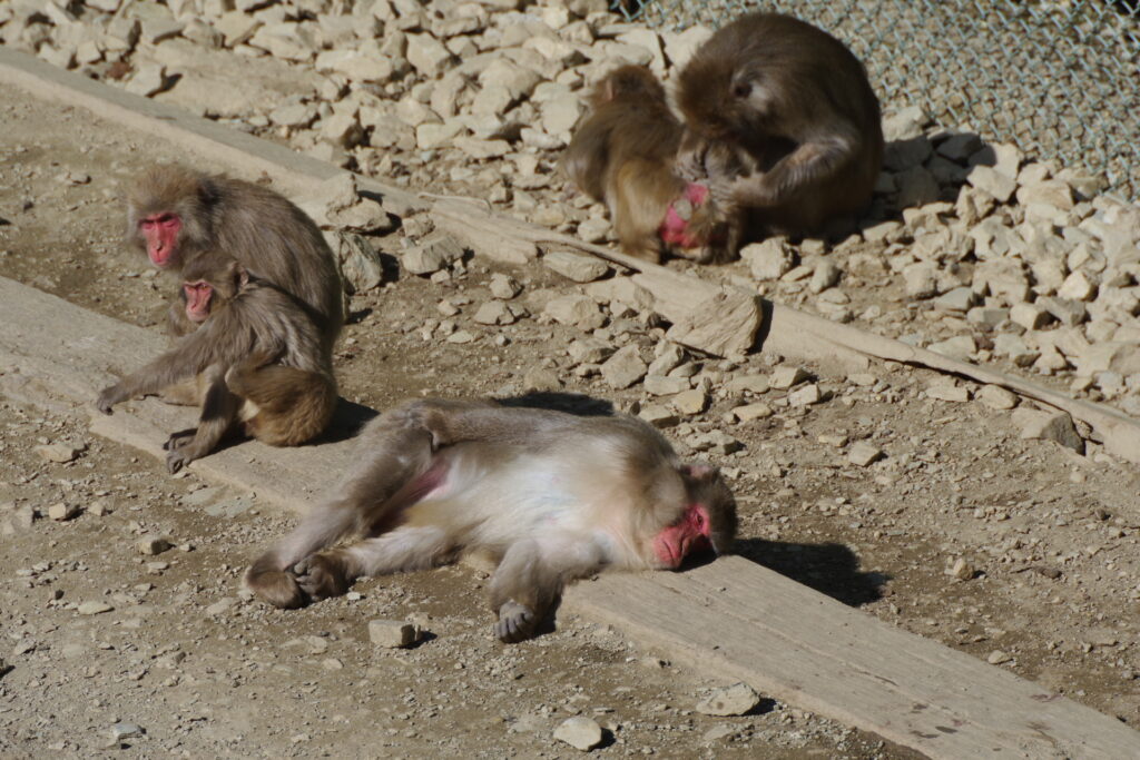 宝登山小動物公園_サル１