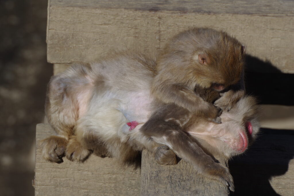 宝登山小動物公園_サル２