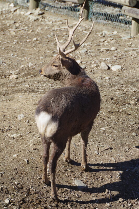 宝登山小動物公園_シカ1