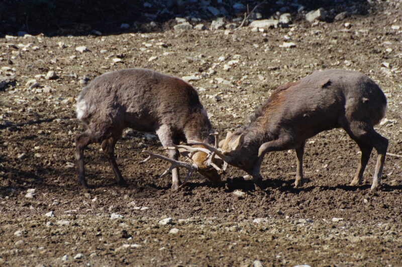 宝登山小動物公園_シカ2