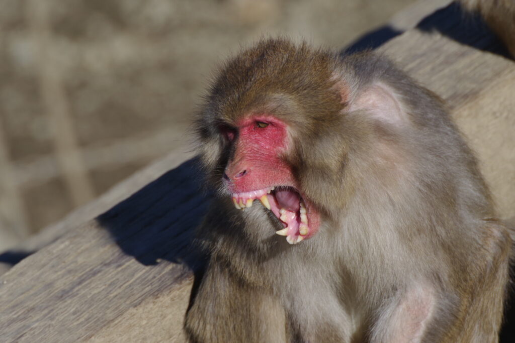 宝登山小動物公園_サル３