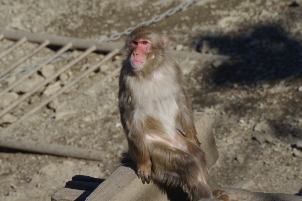 宝登山小動物公園_サル４