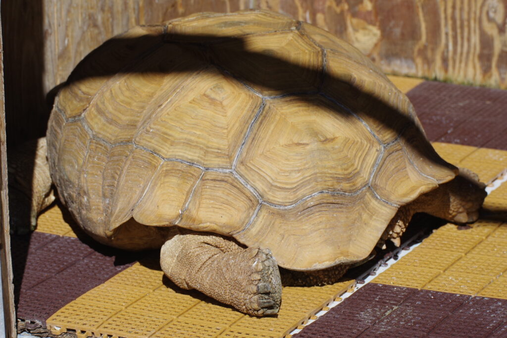 宝登山小動物公園_カメ１