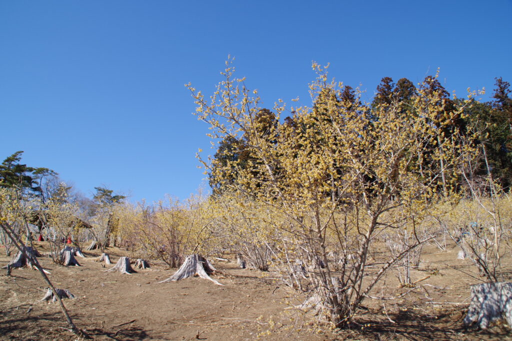 長瀞宝登山頂_蝋梅０２