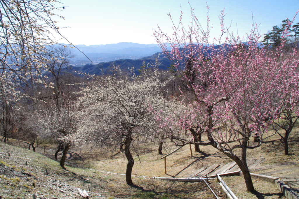 長瀞宝登山頂_梅０１