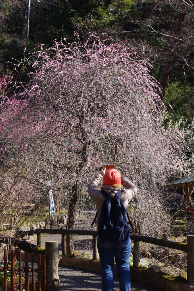 熱海梅園１１