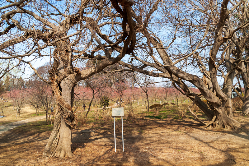 古河総合公園_中山台のブランコの木１