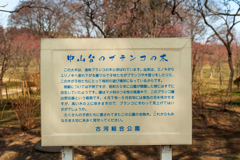 古河総合公園_中山台のブランコの木2