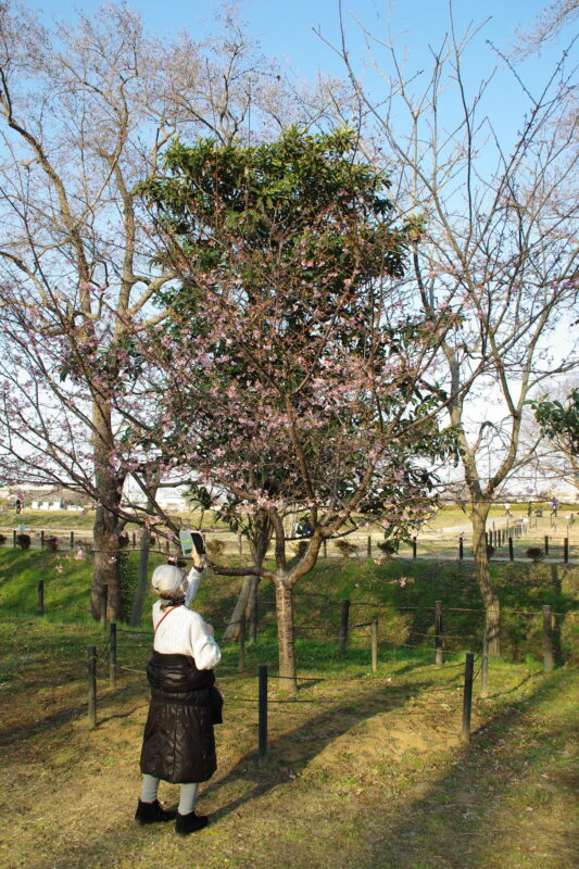 幸手権現堂桜堤_河津桜１