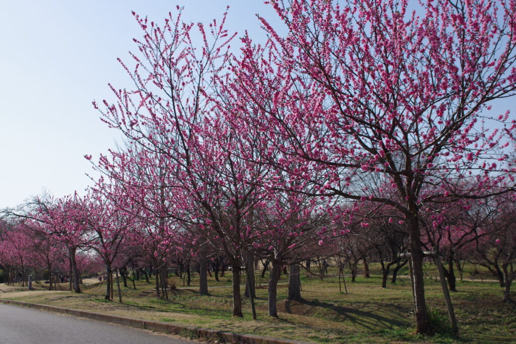 古河総合公園_桃の花１