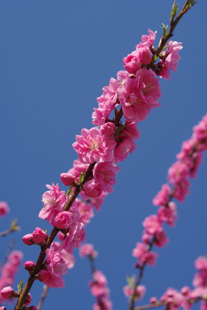 古河総合公園_桃の花２