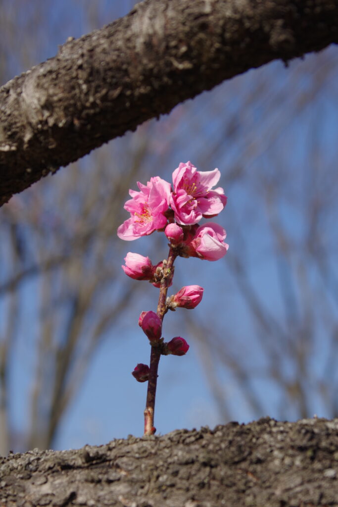 古河総合公園_桃の花７