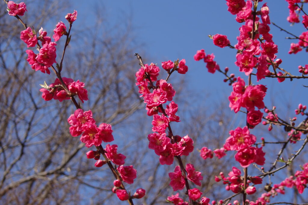 古河総合公園_桃の花６