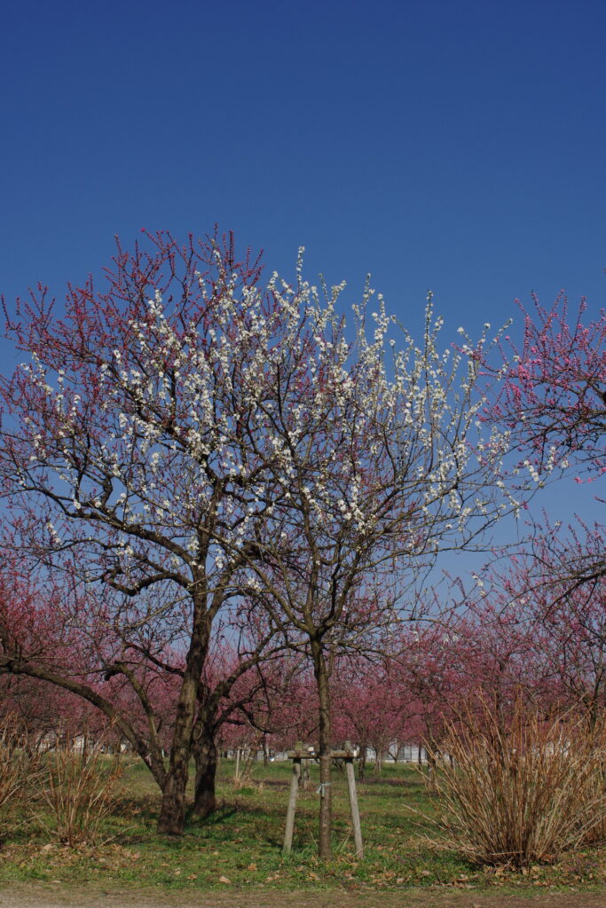 古河総合公園_桃の花４