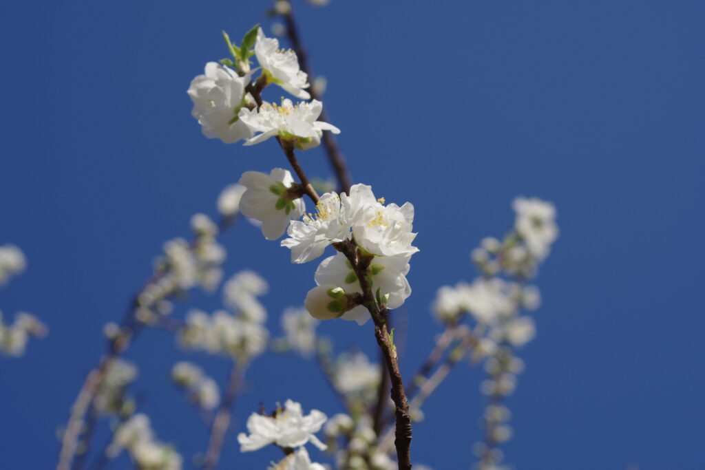 古河総合公園_桃の花５