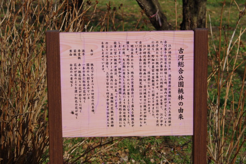 古河総合公園_桃の花3