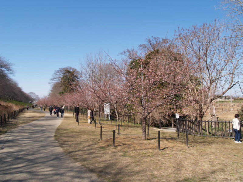 幸手権現堂桜堤_河津桜１