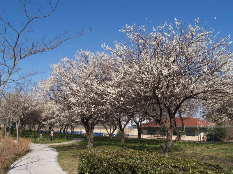 幸手権現堂桜堤_梅１