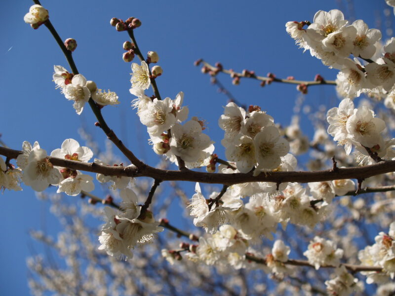 幸手権現堂桜堤_梅２