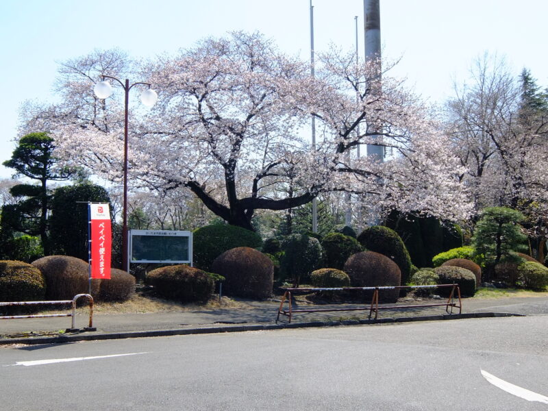 岩槻城址公園_桜5