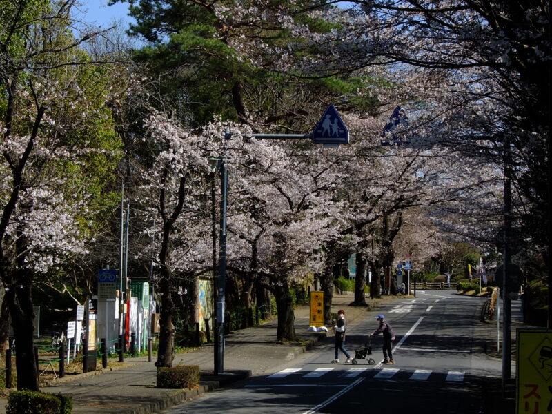 岩槻城址公園_桜7