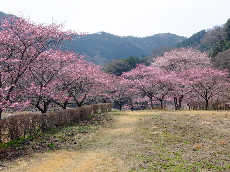 わ鐵-水沼駅_桜2
