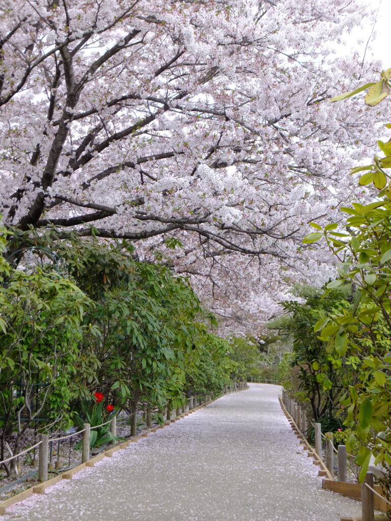 あしかがフラワーパーク_桜３