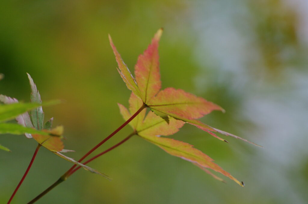 小石川後楽園_紅葉１