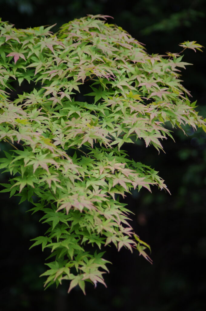 小石川後楽園_紅葉２