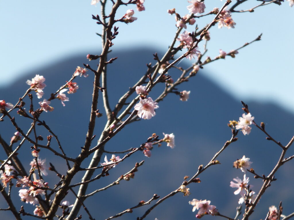 桜山公園_０２