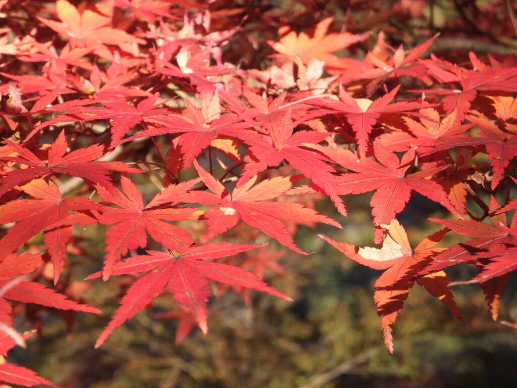 月の石もみじ公園_０４