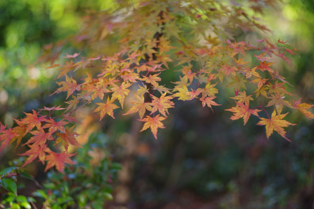 桜山公園_０８