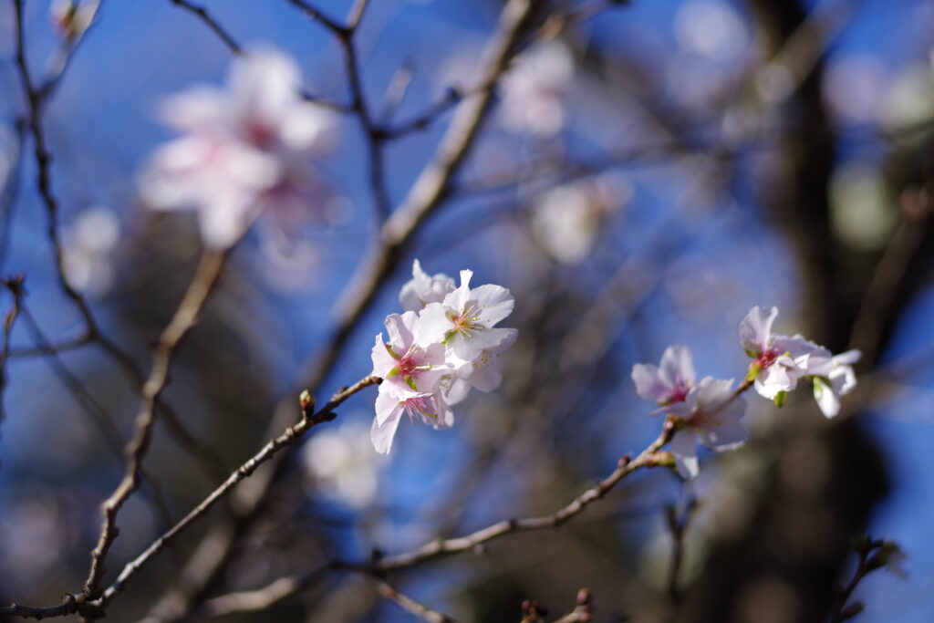 桜山公園_０９