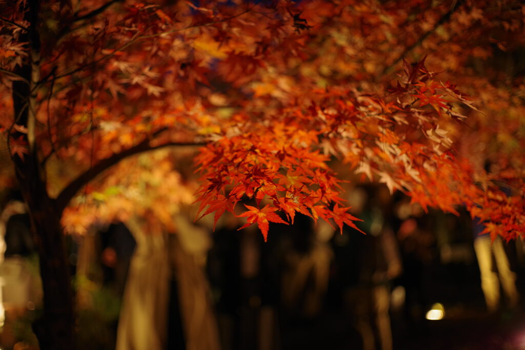 月の石もみじ公園_夜_０３