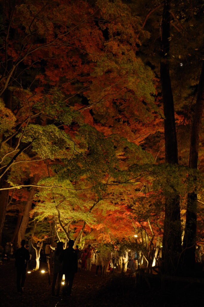 月の石もみじ公園_夜_０４